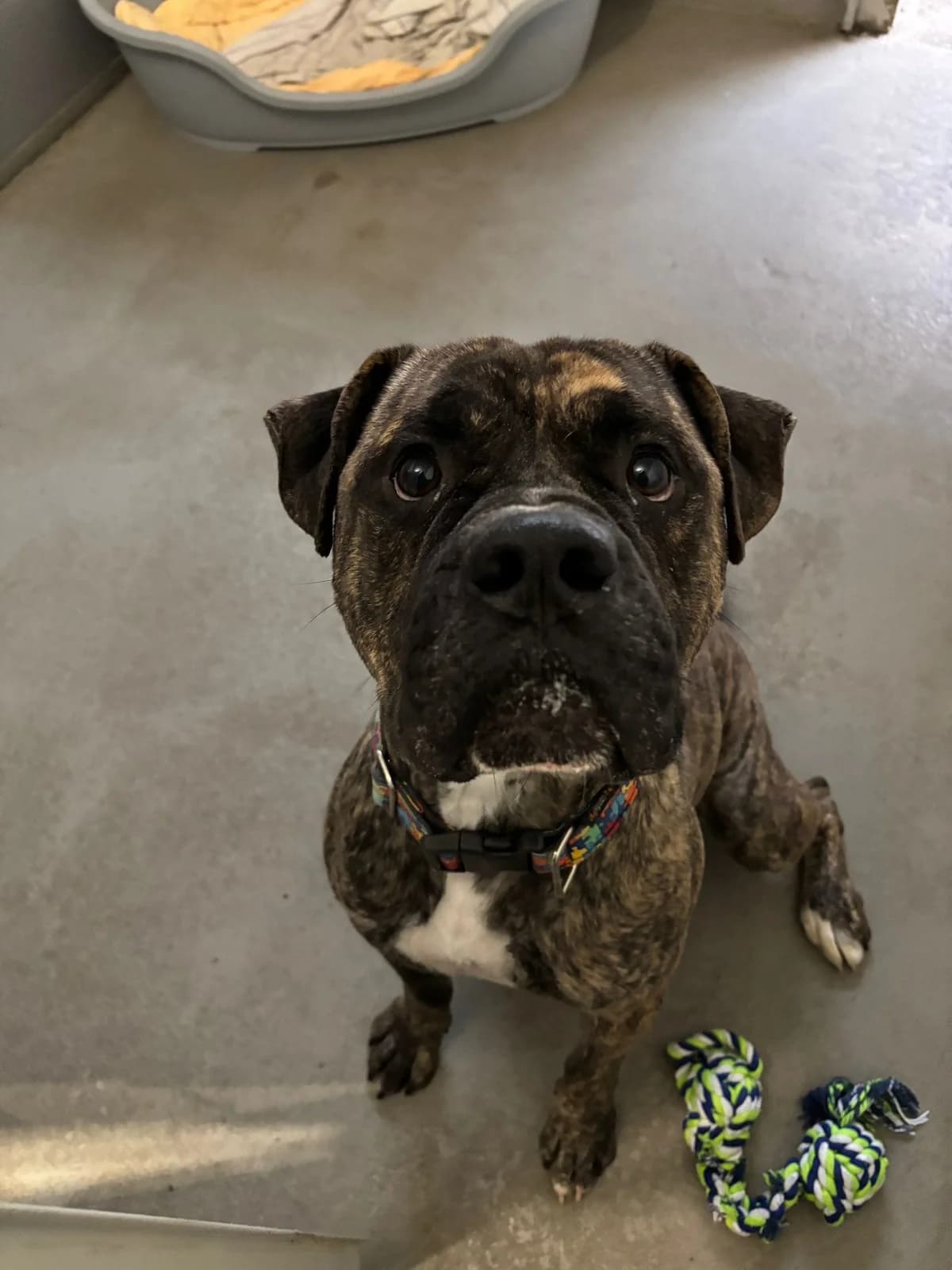 Thilo, male English Bulldog for adoption at Tierheim Cottbus, Cottbus — photo 2 of 2