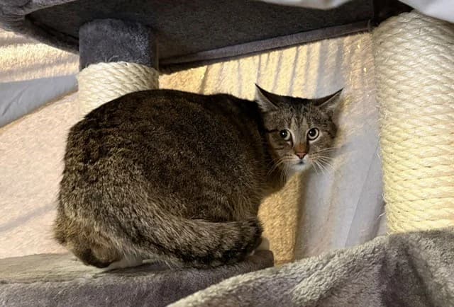 Thor, male 4yo European Shorthair for adoption at Tierheim Cottbus, Cottbus