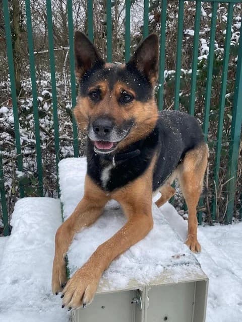 Tom, male 7yo German Shepherd for adoption at Tierheim Cottbus, Cottbus