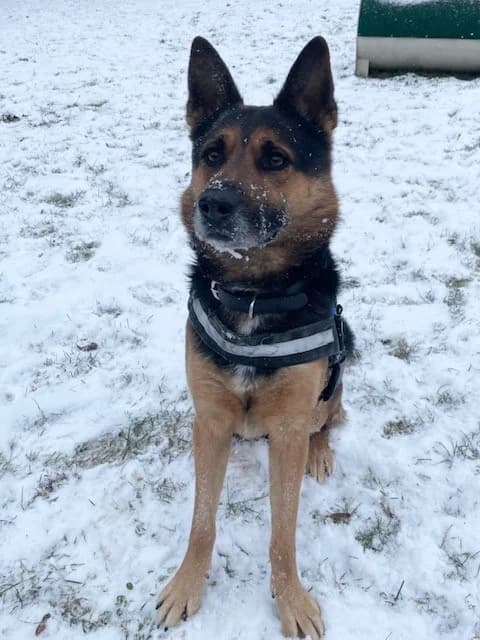 Tom, male German Shepherd for adoption at Tierheim Cottbus, Cottbus — photo 2 of 2