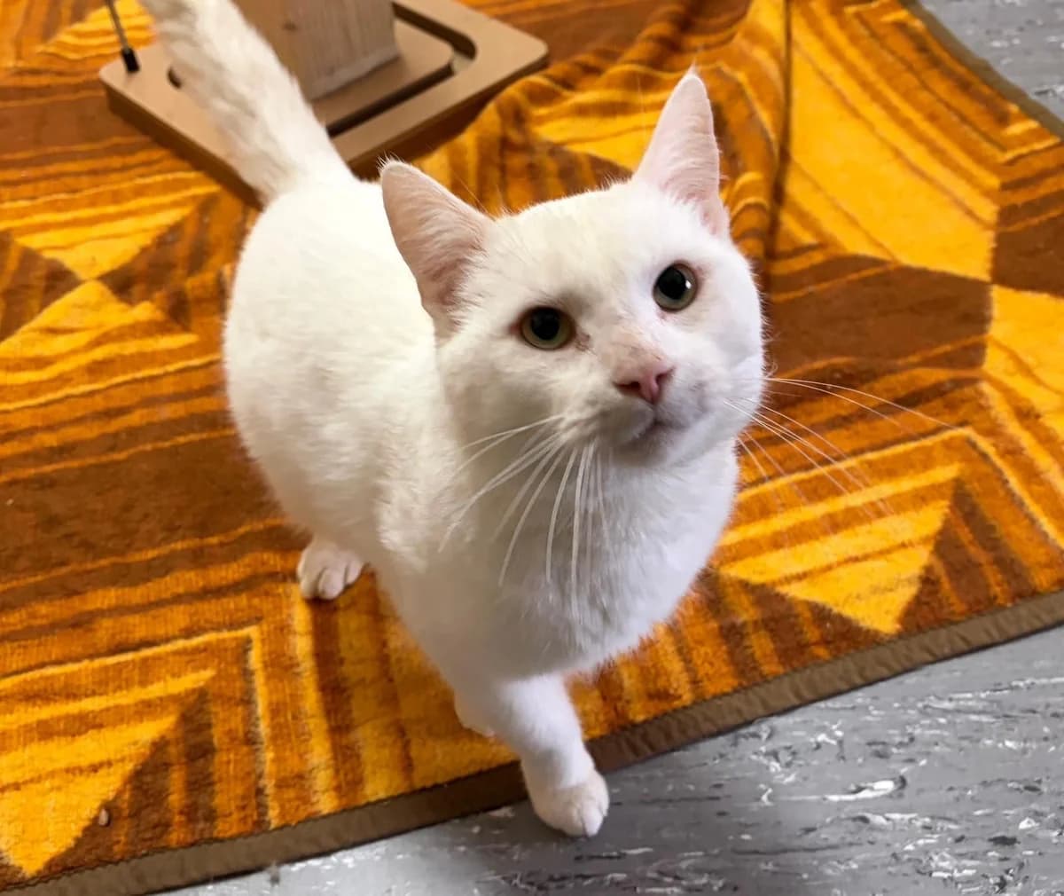 Tomura, male European Shorthair for adoption at Tierheim Cottbus, Cottbus