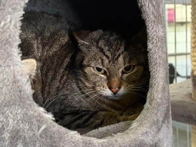 Udon, male 4yo European Shorthair for adoption at Tierheim Cottbus, Cottbus
