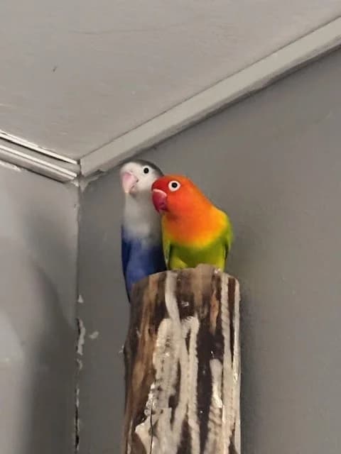 Vögel,  Mixed Breed for adoption at Cottbus
