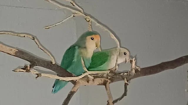 Vögel,  Mixed Breed for adoption at Tierheim Cottbus, Cottbus — photo 2 of 2