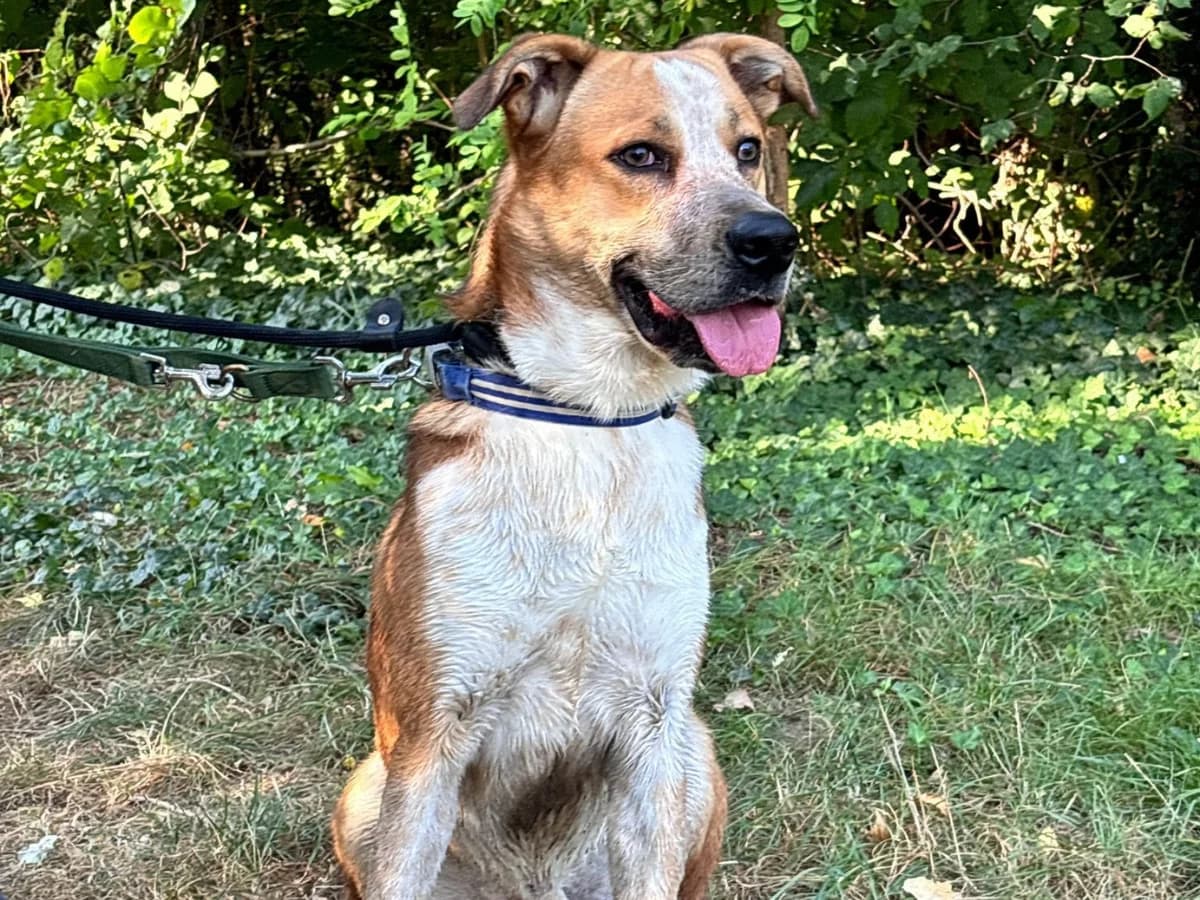 Wolf, male Husky for adoption at Cottbus