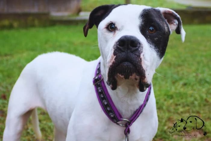 Lisa, female 3yo Mixed Breed for adoption at Tierheim Dallau, Elztal
