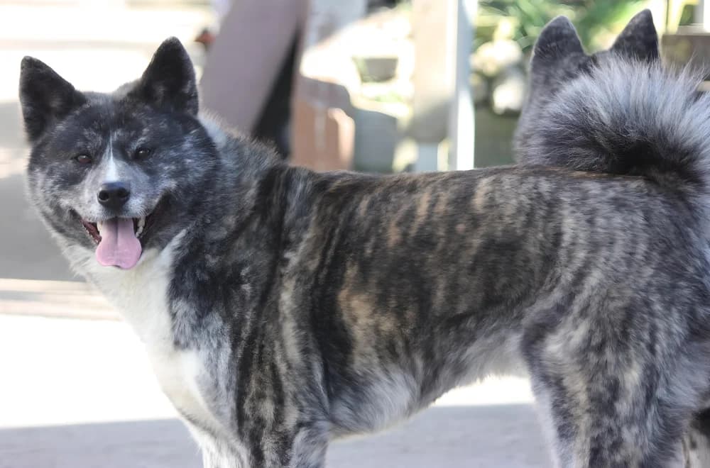 Vermittlung von Konstanz aus: Akina, female young Mixed Breed for adoption at Tierheim Dallau, Elztal