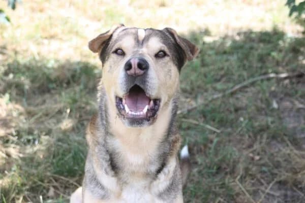 Greco, male young Mixed Breed for adoption at Tierheim Dallau, Elztal