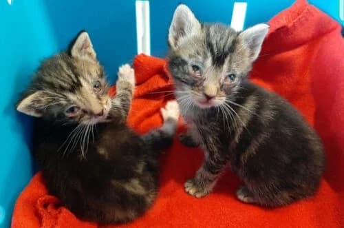 Streuner melden – Kastration verhindert Leid, male Mixed Breed for adoption at Tierheim Dallau, Elztal