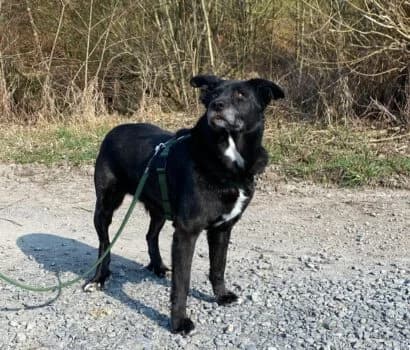 Ponsel, male Mixed Breed for adoption at Tierheim Dallau, Elztal