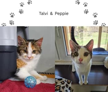 Peppie & Talvi, male young Mixed Breed for adoption at Tierheim Dallau, Elztal