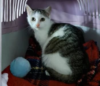 Spicy, female young Mixed Breed for adoption at Tierheim Dallau, Elztal