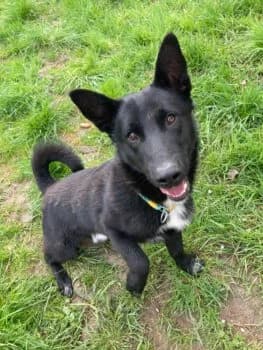 Zorro, male young Mixed Breed for adoption at Tierheim Dallau, Elztal