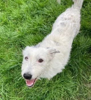 Kimi, female puppy Mixed Breed for adoption at Tierheim Dallau, Elztal
