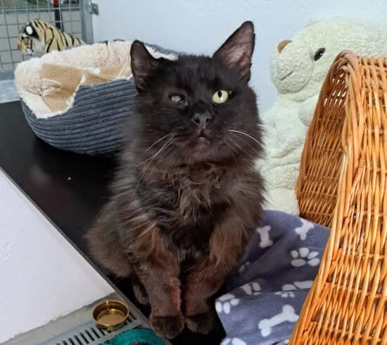 Amato, Mixed Breed (Tierheim Dallau)