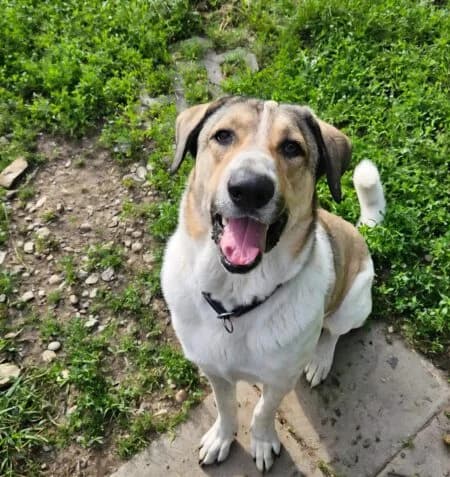 Balou, male puppy Mixed Breed for adoption at Tierheim Dallau, Elztal