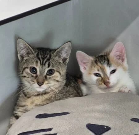Taki & Ticki,  Mixed Breed for adoption at Tierheim Dallau, Elztal