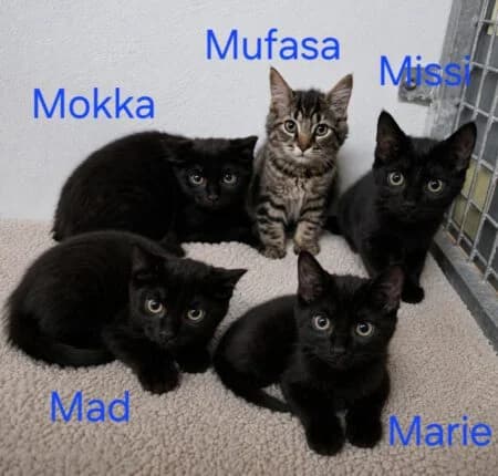M-Kitten, male puppy Mixed Breed for adoption at Tierheim Dallau, Elztal