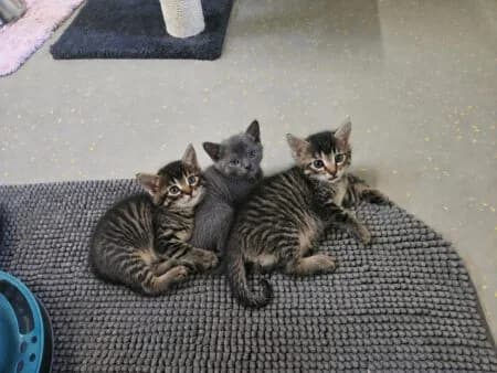 Kitten Jenny, Jinie und Joey, male Mixed Breed for adoption at Tierheim Dallau, Elztal