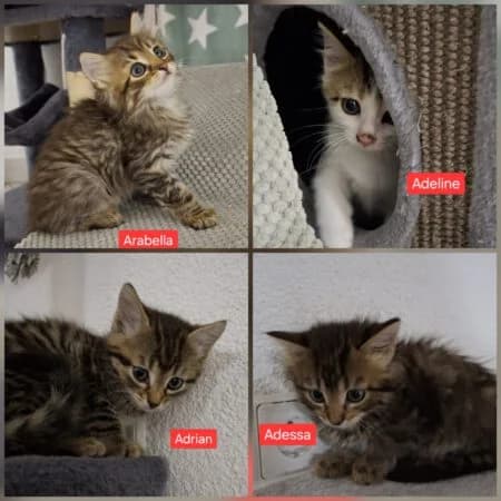 A-Kitten, male senior Mixed Breed for adoption at Tierheim Dallau, Elztal