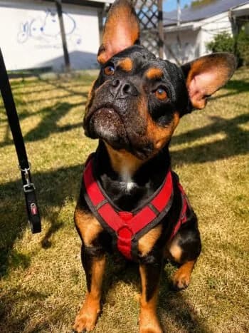 Sonny, male puppy Mixed Breed for adoption at Tierheim Dallau, Elztal