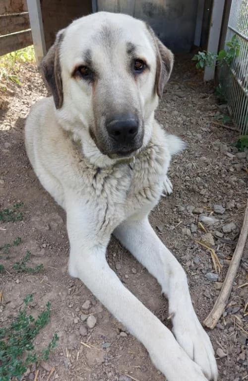 Ares, male 5yo Mixed Breed for adoption at Tierheim Dallau, Elztal