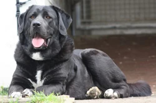 Käthe, male 4yo mixed breed for adoption at Tierheim Dallau, Elztal