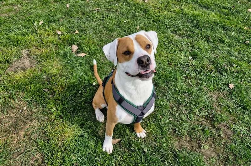 Hugo, male senior English Bulldog for adoption at Tierheim Delitzsch, Delitzsch