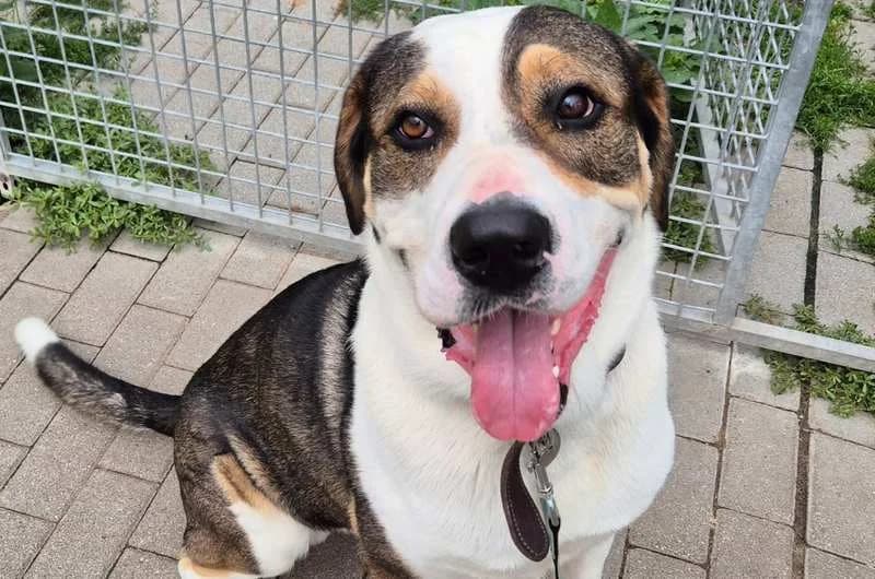 Harley, male senior Mixed Breed for adoption at Tierheim Delitzsch, Delitzsch