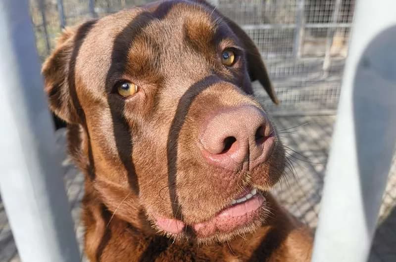 Tobi, male senior Labrador Retriever for adoption at Tierheim Delitzsch, Delitzsch