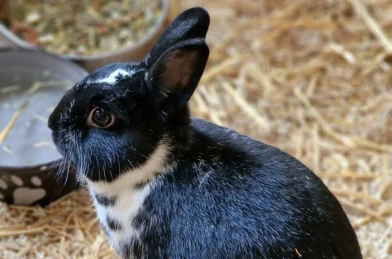 Paul1,  Mixed Breed for adoption at Tierheim Delitzsch, Delitzsch