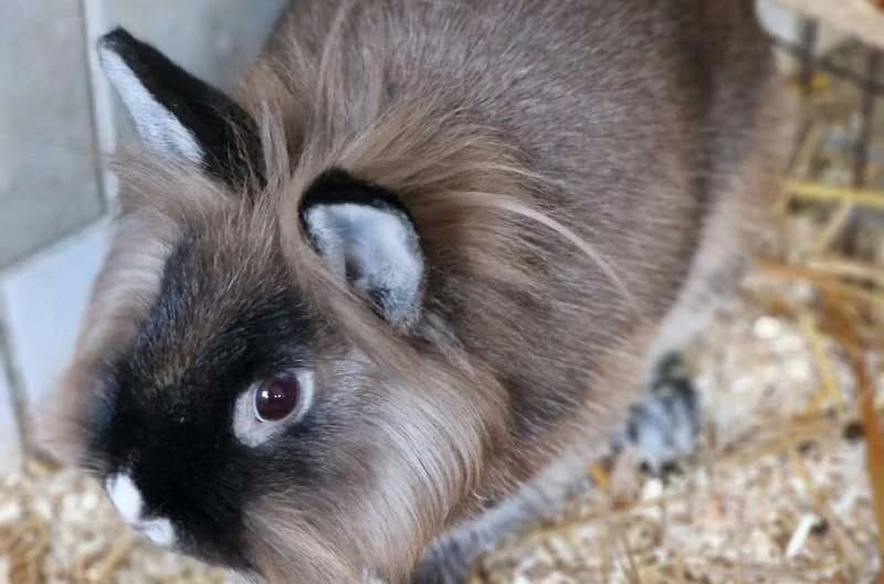 Paula2,  Mixed Breed for adoption at Tierheim Delitzsch, Delitzsch