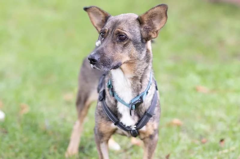 Mogli, male senior Mixed Breed for adoption at Tierheim Delitzsch, Delitzsch