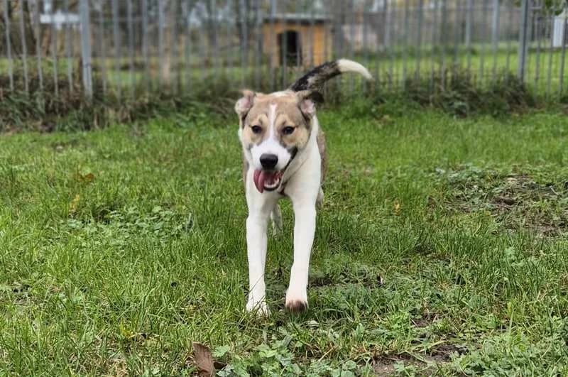 Bobby, male senior Mixed Breed for adoption at Tierheim Delitzsch, Delitzsch