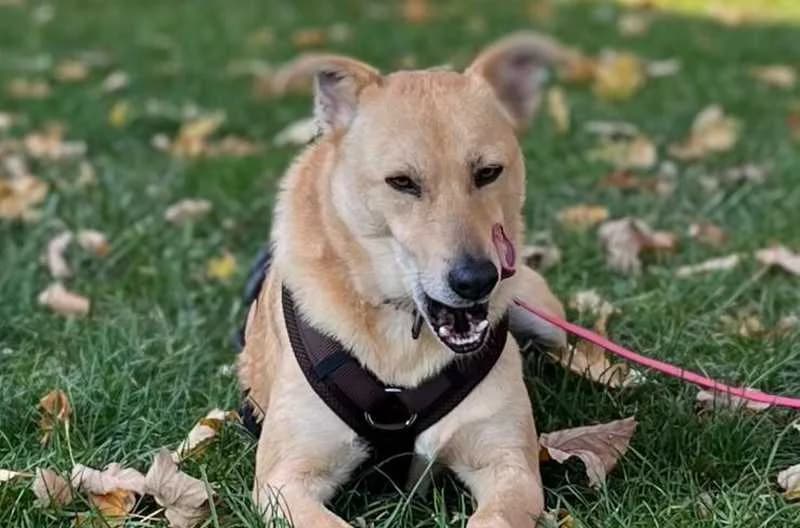 Ivy, male 5yo Mixed Breed for adoption at Tierheim Delitzsch, Delitzsch