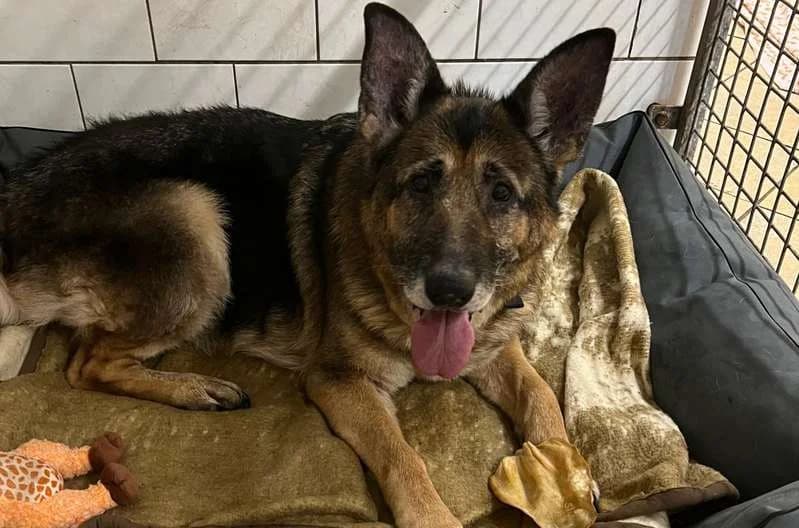 Minna, female mixed breed for adoption at Tierheim Delitzsch, Delitzsch