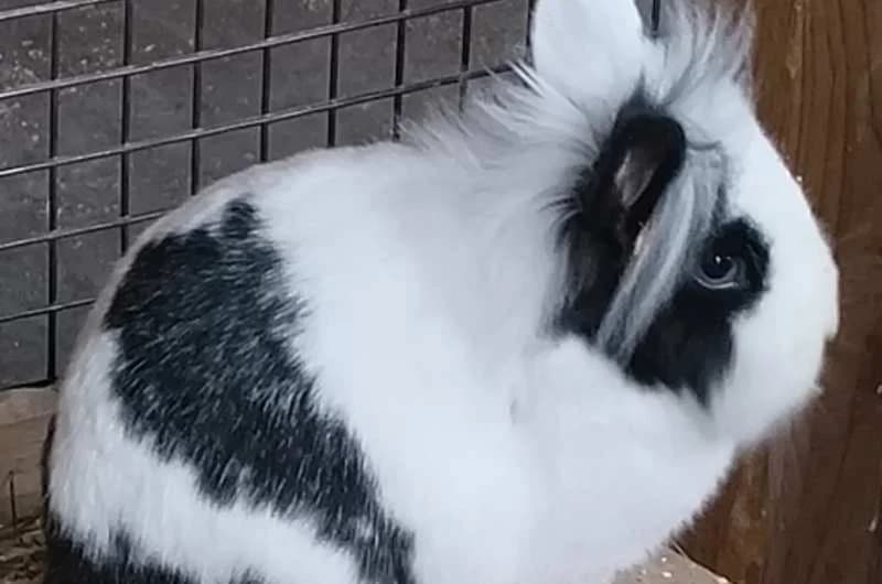 Pandalina, male Mixed Breed for adoption at Tierheim Delitzsch, Delitzsch