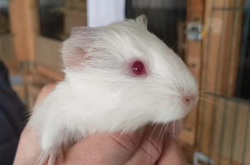 Camillo,  Mixed Breed for adoption at Tierheim Delitzsch, Delitzsch
