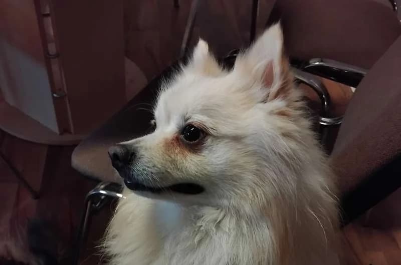 Lucky, male senior mixed breed for adoption at Tierheim Delitzsch, Delitzsch