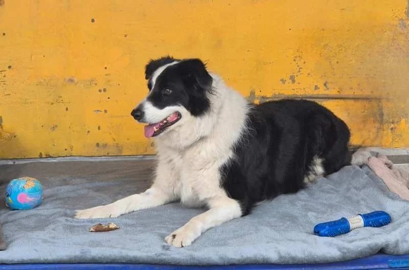 Blacky, male senior Border Collie for adoption at Tierheim Delitzsch, Delitzsch