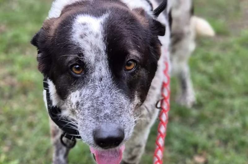 Maxi, female senior Mixed Breed for adoption at Tierheim Delitzsch, Delitzsch