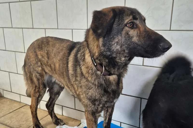 Tara, female senior Mixed Breed for adoption at Tierheim Delitzsch, Delitzsch