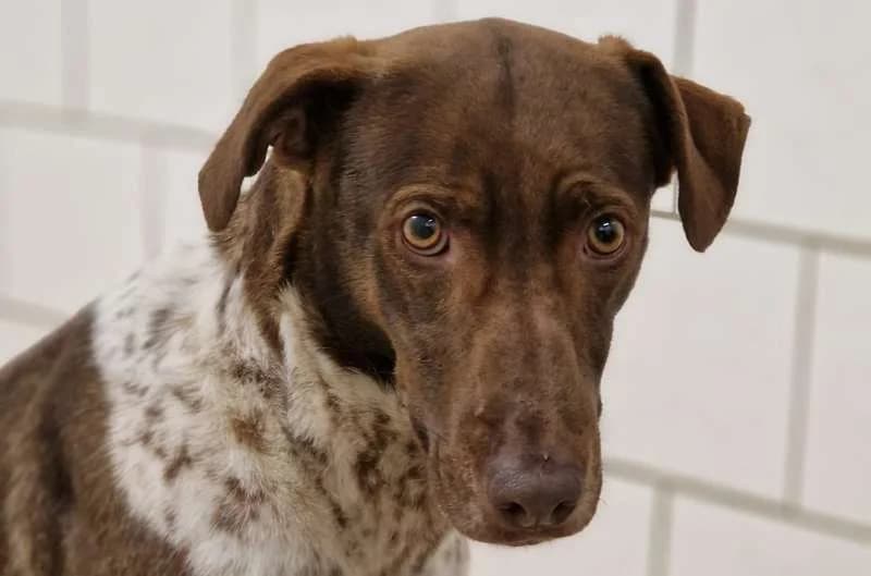 Gesy, female 5yo Mixed Breed for adoption at Tierheim Delitzsch, Delitzsch