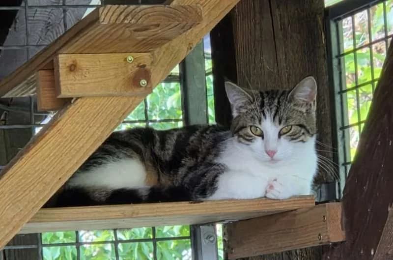 Sully, Mixed Breed (Tierheim Delitzsch)
