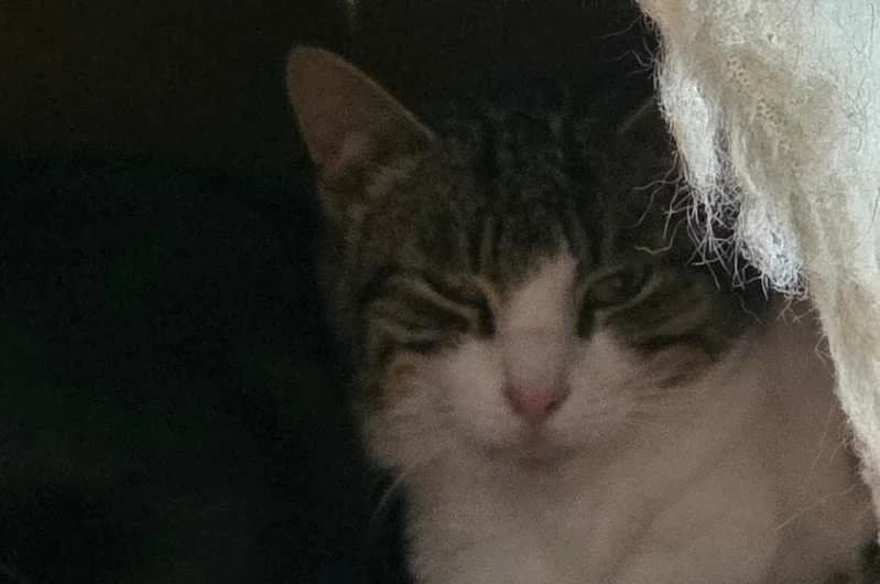 Oliver, Mixed Breed (Tierheim Delitzsch)