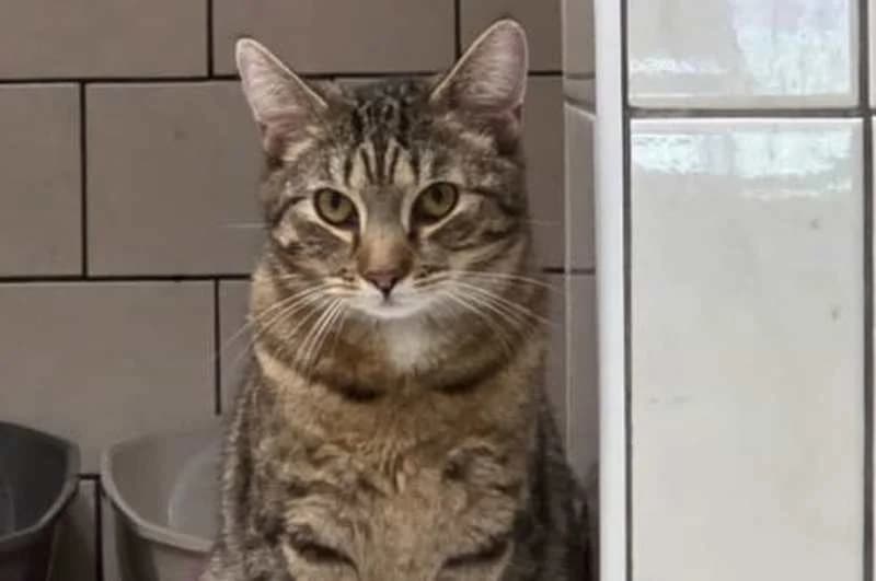 Sandro, Mixed Breed (Tierheim Delitzsch)
