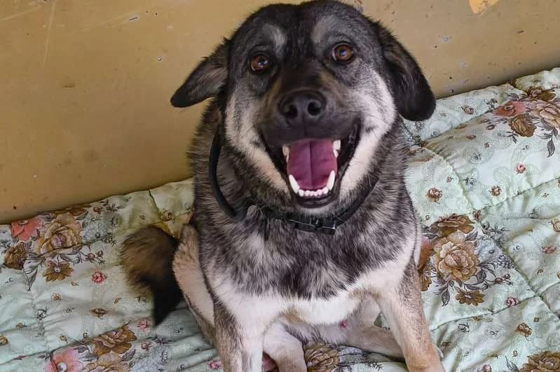 Bitu, male 6yo Mixed Breed for adoption at Tierheim Delitzsch, Delitzsch