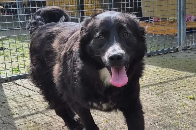 Wilma, female Mixed Breed for adoption at Tierheim Delitzsch, Delitzsch