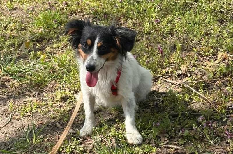 Bijou, female young Mixed Breed for adoption at Tierheim Delitzsch, Delitzsch