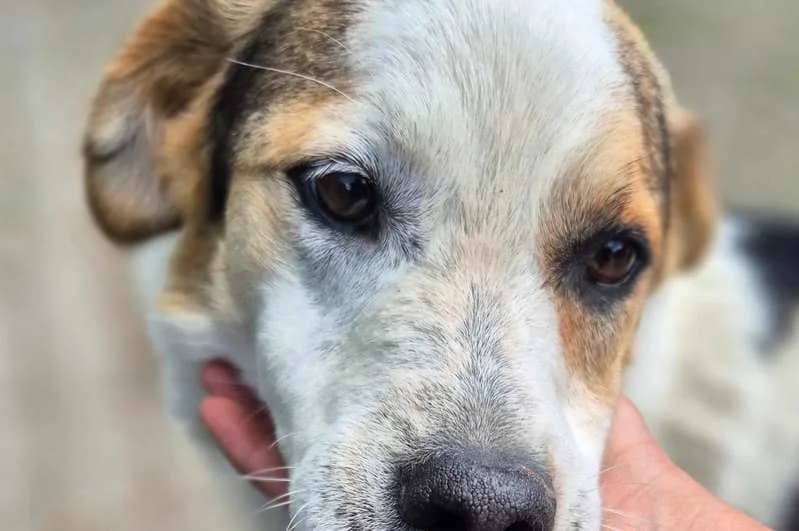 Sammy, male 7yo Mixed Breed for adoption at Tierheim Delitzsch, Delitzsch